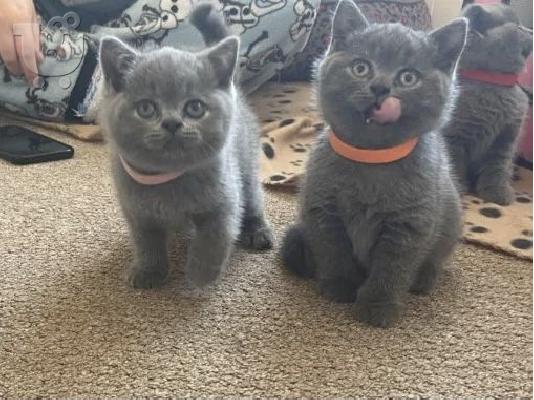 2 αρσενικά βρετανικά γατάκια shorthair
